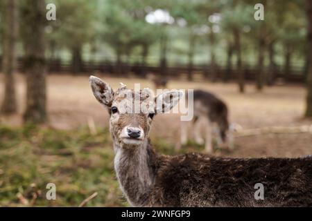 Ein junger Damhirsch im Wald Stockfoto