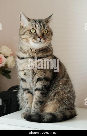 Porträt einer schönen tabbygrauen Katze mit gelben Augen, die zu Hause sitzt. Hauskatze in Innenräumen. Stockfoto