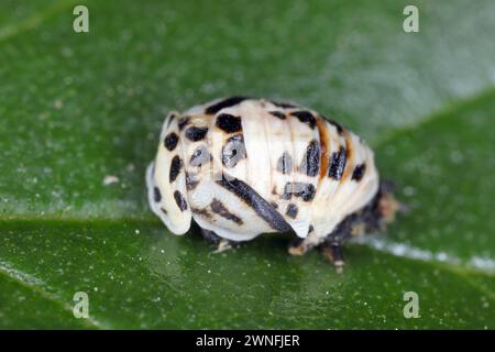 Puppe von cremegestreiftem Frauenkäfer oder Vierkäfer (Harmonia quadripunctata). Ein Marienkäfer aus der Familie Coccinellidae. Stockfoto