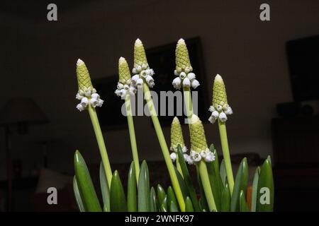 Anbau von Zwiebeln der Weißen Traubenhyazinthe (Muscari Botryoides 'Album') im Topf Stockfoto