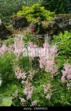 Astilbe japonica Europa Stockfoto