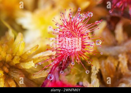 Roundleaf-Sonnentau (Drosera rotundifolia) im CORS y Llyn Nature Reserve in der Nähe von Builth Wells im Wye Valley, Powys, Wales, Großbritannien Stockfoto