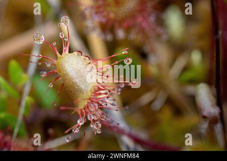 Ein geschlossener Rundblatt-Sonnentau (Drosera rotundifolia) im CORS y Llyn Nature Reserve in der Nähe von Builth Wells im Wye Valley, Powys, Wales, Großbritannien Stockfoto