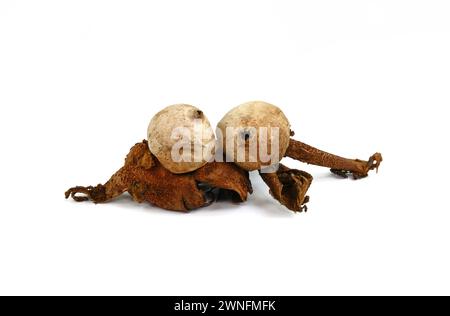 Verfallender brauner und weißer seltener Regensternpilz isoliert auf weiß. Fantastischer Pilz Geastrum fimbriatum, allgemein bekannt als der gesäumte Erdstern. Stockfoto