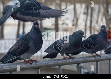 Woronesch, Russland. Februar 2024. Dreiste Tauben im zentralen Park „Dynamo“. Ende Februar bis Anfang März kam die Frühlingswärme in die über Millionen große Stadt Zentralrusslands, Woronesch. Schlamm und Pfützen hinderten Woronesch nicht daran, Wahlkampfschilder auf den Straßenbrettern zu sehen. Die Präsidentschaftswahlen in der Russischen Föderation sind für den 17. März geplant. Vier Kandidaten nehmen an den Wahlen Teil, von denen drei die Politik des derzeitigen Präsidenten Wladimir Putin voll unterstützen. Und der vierte ist der derzeitige Präsident. Der Zentrale Wahlkommissi Stockfoto