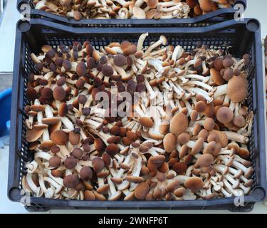 Genießbare braune und weiße Pioppinos-Pilze oder Grocybe aegerita in verschiedenen Größen in den Kisten Stockfoto