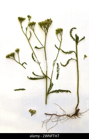 Auf einem weißen Hintergrund Gras Schafgarbe, seine Blüten, Blätter, Stiel und Wurzelsystem. Stockfoto