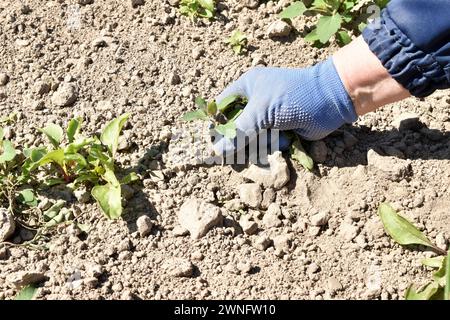 Das Bild zeigt die Hände einer Frau, die mit ihren Händen Unkraut entfernt, das auf den Gartenbeeten wächst. Stockfoto