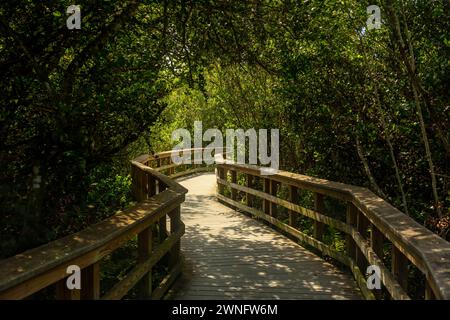 Boardspaziergang schlängelt sich durch den Thick Marsh Forest im Everglades National Park Stockfoto