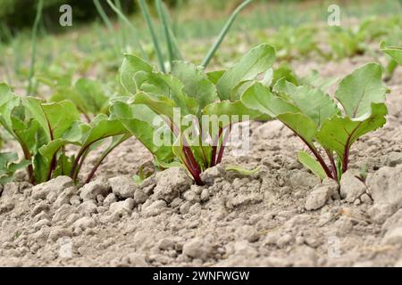 Die ersten roten Rübenblätter brechen durch den Boden im Garten. Stockfoto