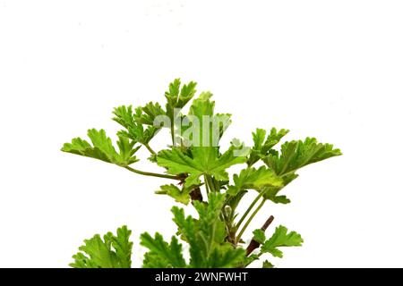 Blätter von Citronella Geranium Pflanze isoliert auf weiß (Duft Geranium, Pelargonium) Stockfoto