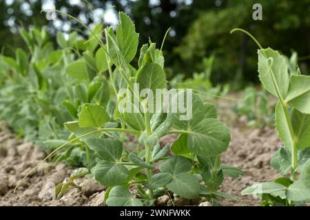 Das Bild zeigt eine Erbsenplantage, deren erste Blätter durch den Boden im Garten brechen. Stockfoto