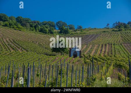 Weinberge bei Zeltingen-Rachtig mit einer kleinen Kapelle Stockfoto