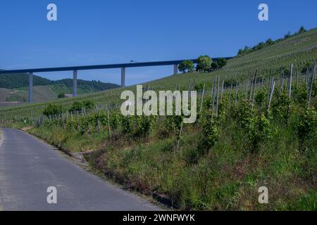 Pfad vorbei an Weinbergen mit Blick auf die Hochmoselbrücke Stockfoto