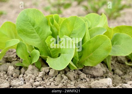 Die ersten Blätter und Stiele von Salat brechen durch den Boden im Garten. Stockfoto