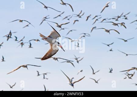 Eine Schar schwarzer Skimmer-Vögel wirbelt in einem blauen Himmel über dem Strand auf Kiawah Island, South Carolina. Stockfoto