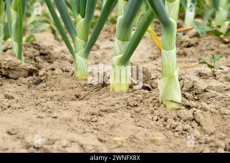 Blätter und Stiele von grünen Zwiebeln, Nahaufnahme, wachsen in einem Gartenbeet. Stockfoto