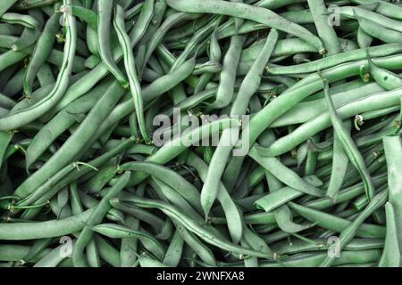 Buschbohnen sind grüne Bohnen, die auf einer kurzen, buschigen Pflanze wachsen. Zu den verbreiteten Buschbohnen gehören Blue Lake Bush, Roma II (Romano), Masai (Filet) Stockfoto