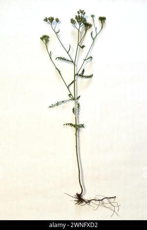 Auf weißem Hintergrund, die Gras-Schafgarbe edel, ihre Blüten, Blätter, Stiel und Wurzelsystem, in vollem Wachstum. Stockfoto