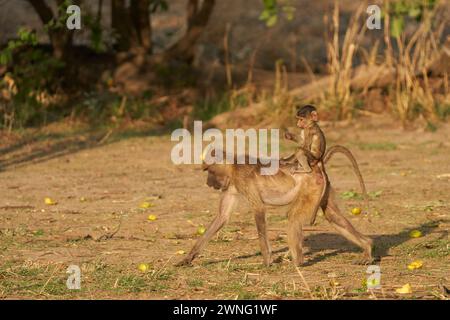 Gelber Pavian (Papio cynocephalus), der seine Jungen auf dem Rücken trägt, während er die Früchte eines Mangobaumes im South Luangwa National Park, Sambia, ernährt Stockfoto