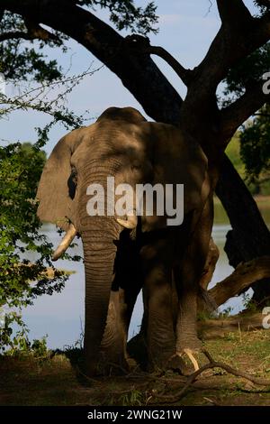 Großer männlicher afrikanischer Elefant (Loxodonta africana), der sich von Zweigen eines Baumes im South Luangwa National Park in Sambia ernährt Stockfoto