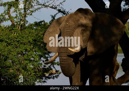 Großer männlicher afrikanischer Elefant (Loxodonta africana), der sich von Zweigen eines Baumes im South Luangwa National Park in Sambia ernährt Stockfoto