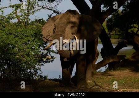Großer männlicher afrikanischer Elefant (Loxodonta africana), der sich von Zweigen eines Baumes im South Luangwa National Park in Sambia ernährt Stockfoto