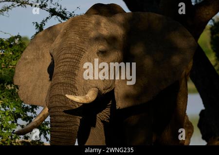 Großer männlicher afrikanischer Elefant (Loxodonta africana), der sich von Zweigen eines Baumes im South Luangwa National Park in Sambia ernährt Stockfoto