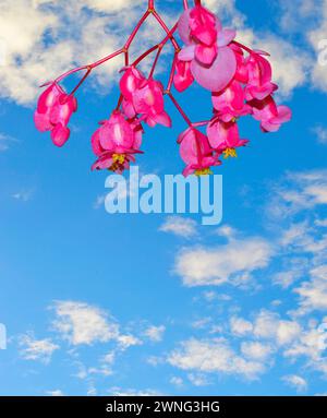 Angle Wings lateinischer Name Begonia coccinea hart Blumen Stockfoto