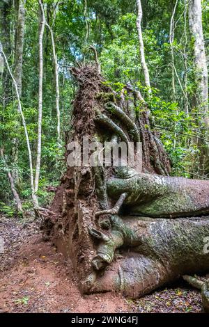 Wurzelsystem des riesigen gefallenen Baumes in Rainforest, Queensland, Australien. Stockfoto