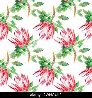 Protea Aquarell, nahtloses Muster. Handgezeichnete Illustration einer rosa Blume isoliert auf weißem Hintergrund. Designelement für Karten, Einladungen, t Stockfoto