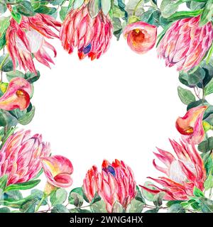 Protea Rahmen Aquarell. Handgezeichnete rosa Blüten mit Eukalyptuszweigen isoliert auf weißem Hintergrund. Designelement für Karten, Hochzeitseinladungen, Stockfoto