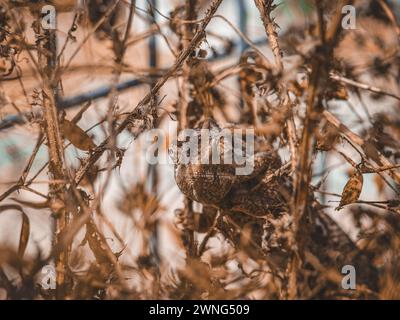Getarnter Blick Stockfoto