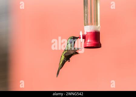 Funkelndes Violet-Ear (Colibri coruscans) auf einem Vogelfutterhäuschen in Chingaza NP, Kolumbien Stockfoto