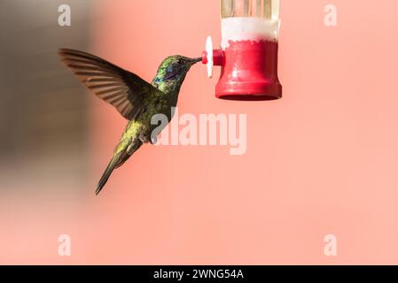 Funkelndes Violet-Ear (Colibri coruscans) auf einem Vogelfutterhäuschen in Chingaza NP, Kolumbien Stockfoto