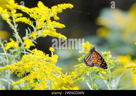 Monarch (Danaus plexippus) Schmetterling landete auf Kanada Goldenrod (Solidago canadensis) Stockfoto