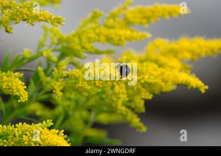 Eine Biene fliegt zu einer Canada Goldenrod (Solidago canadensis) Blume Stockfoto