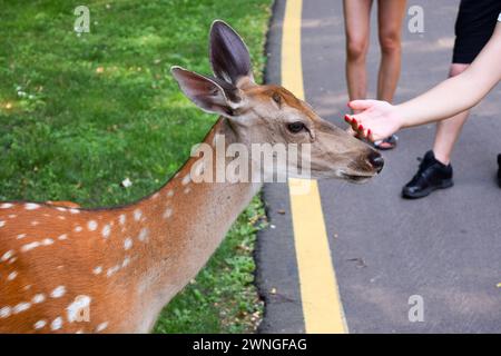 Hirsch. Junge gefleckte Hirsche auf grünem Gras. Stockfoto