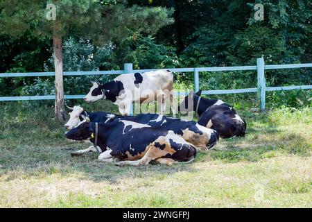 Holsteinische Milchkuh, die auf Gras ruht Stockfoto
