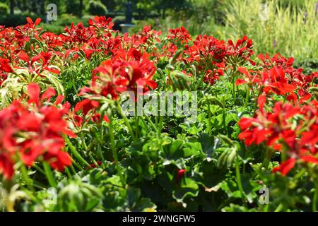 Rote Blumen im Park im Sommer an einem sonnigen Tag. Stockfoto