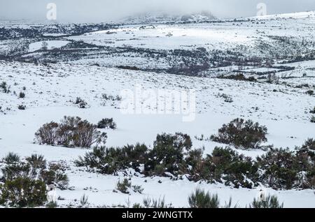 Winterlandschaft mit Schnee im Peneda Geres Nationalpark. Portugal Stockfoto