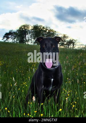 Schwarzer Hund mit rosafarbener Zunge hängt an einem Frühlingsabend auf einem Feld mit grünem Gras und kleinen gelben Blumen mit einer Reihe von Bäumen im Hintergrund Stockfoto
