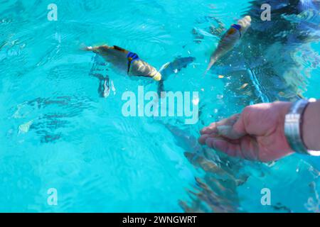 Die Hand des Menschen ernährt bunte Korallenfische unter Wasser. Einheit mit der Natur. Sommeraktivität. Stockfoto