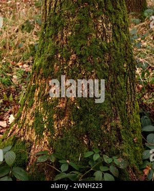 Brachythecium rutabulum „rauhstieliges Federmoos“ Stockfoto