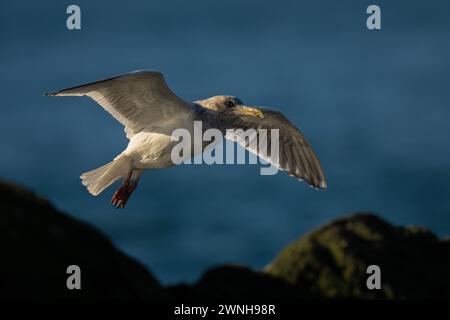 Möwe landet auf einem Felsen Stockfoto