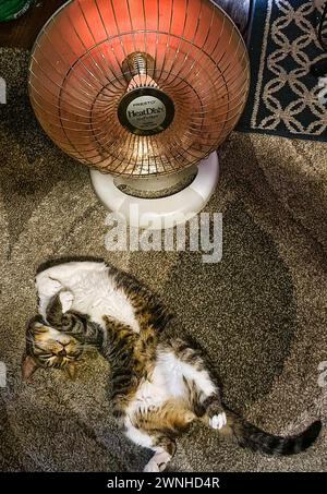 Eine glückliche Katze, die sich warm hält Stockfoto