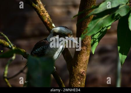 Porträt eines Kookaburra, eines sehr ungewöhnlichen Vogels aus der Familie der Königfischer, der in Australien beheimatet ist. Stockfoto