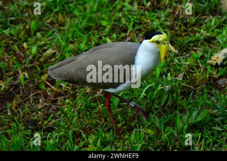 Porträt eines maskierten Kiebings, manchmal auch als spurgeflügelter Plover bezeichnet, weil jeder seiner Flügel mit einem gelben Sporn am „Ellenbogen“ bewaffnet ist. Stockfoto