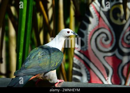 Porträt einer rosafarbenen grünen Taube aus Südostasien. Stockfoto