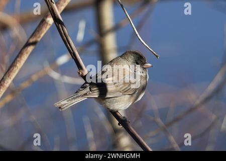 Weibliches dunkeläugiges Junco, das auf einem Ast sitzt Stockfoto